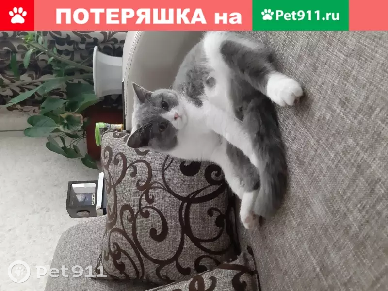 Пропала кошка Котику-Пушку на Мира 42 | Pet911.ru