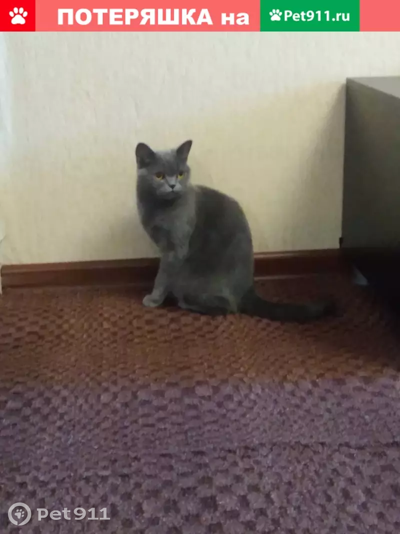 Пропала серая кошка на 232 Стрелковой Дивизии - photo