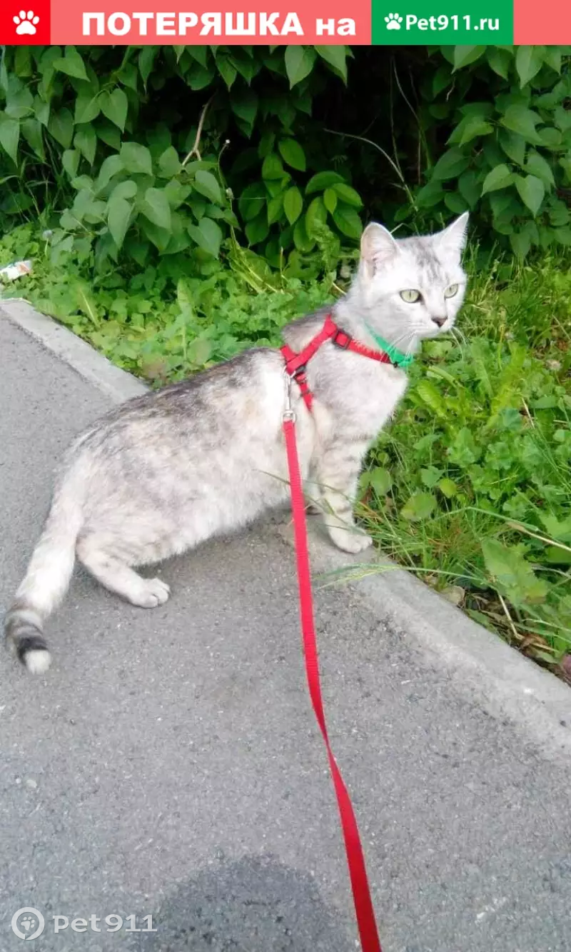 Пропала кошка Марго, ул. Транспортная 108, возможно видели на ул. Юрия Семовских 10. - photo