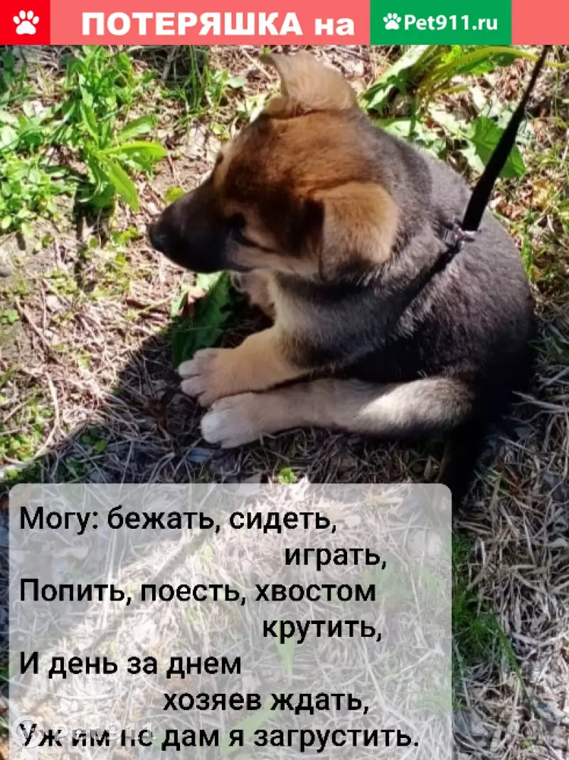 Две девочки-собаки ищут дом в Казани | Pet911.ru