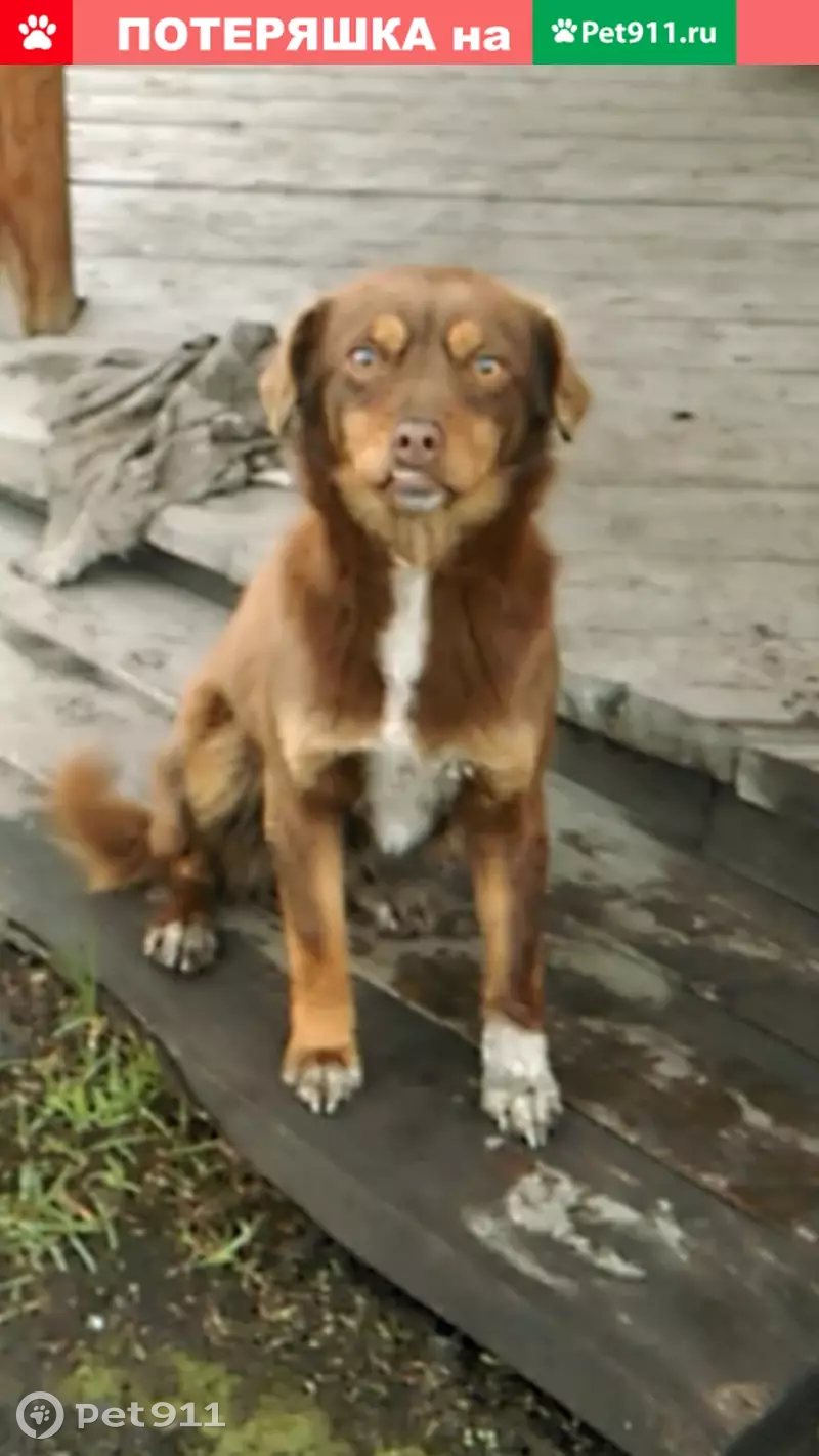 Найдена рыжая собака на ул. Центральной (Новостройка) | Pet911.ru