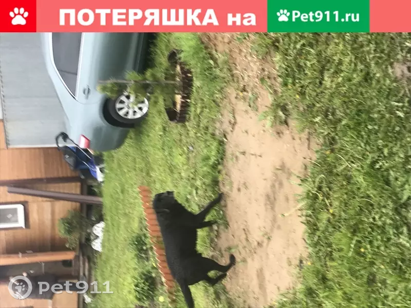 Найден чёрный лабрадор в СНТ Коврово-2, ищем хозяев - photo