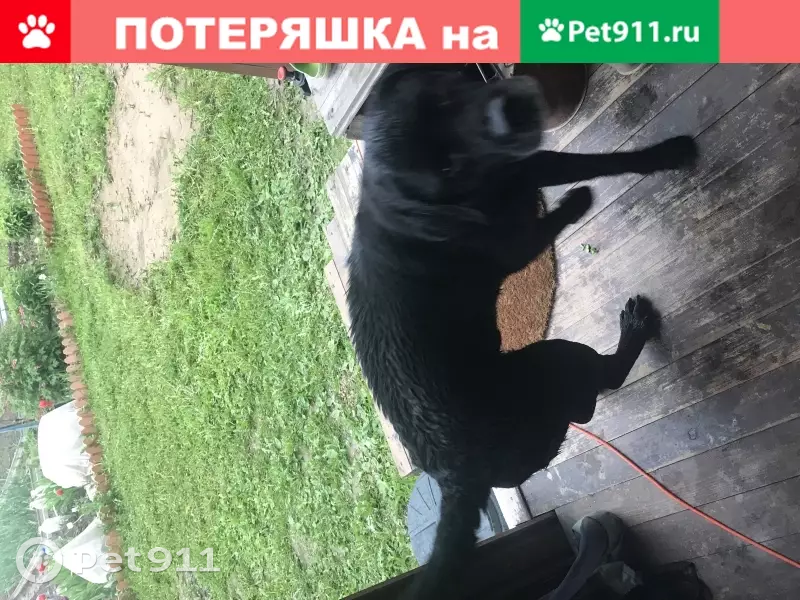 Найден чёрный лабрадор в СНТ Коврово-2, ищем хозяев - photo 3
