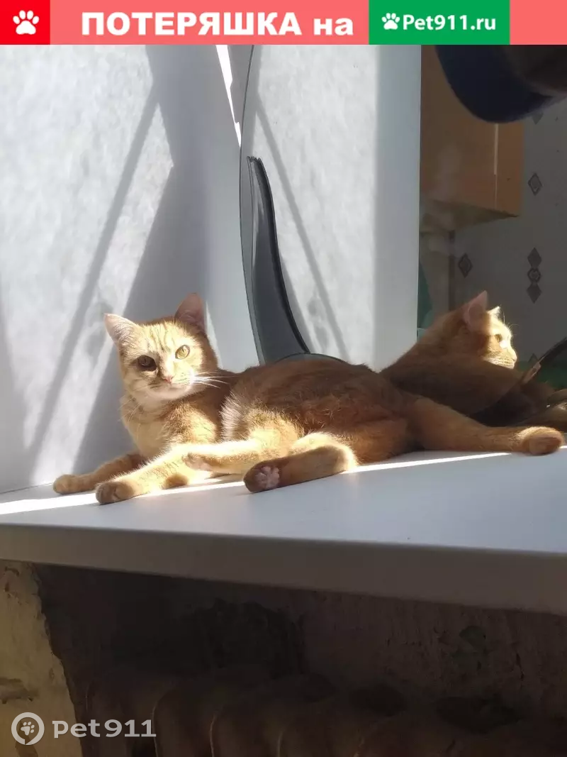 Пропала рыжая кошка на Лиговском проспекте (адрес: Лиговский пр., 143) - photo