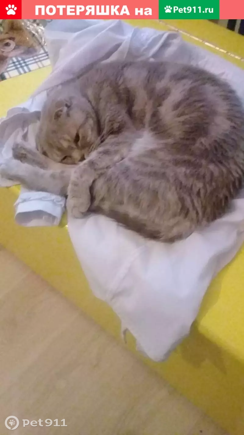 Пропала кошка Джеси в районе Пионерском, нуждается в лечении. - photo