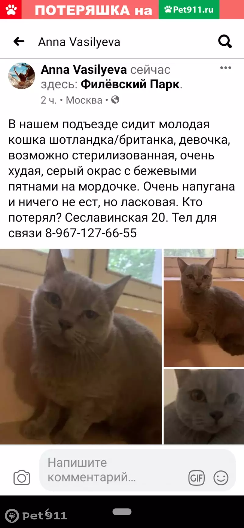 Найдена кошка на Сеславинской 20 | Pet911.ru