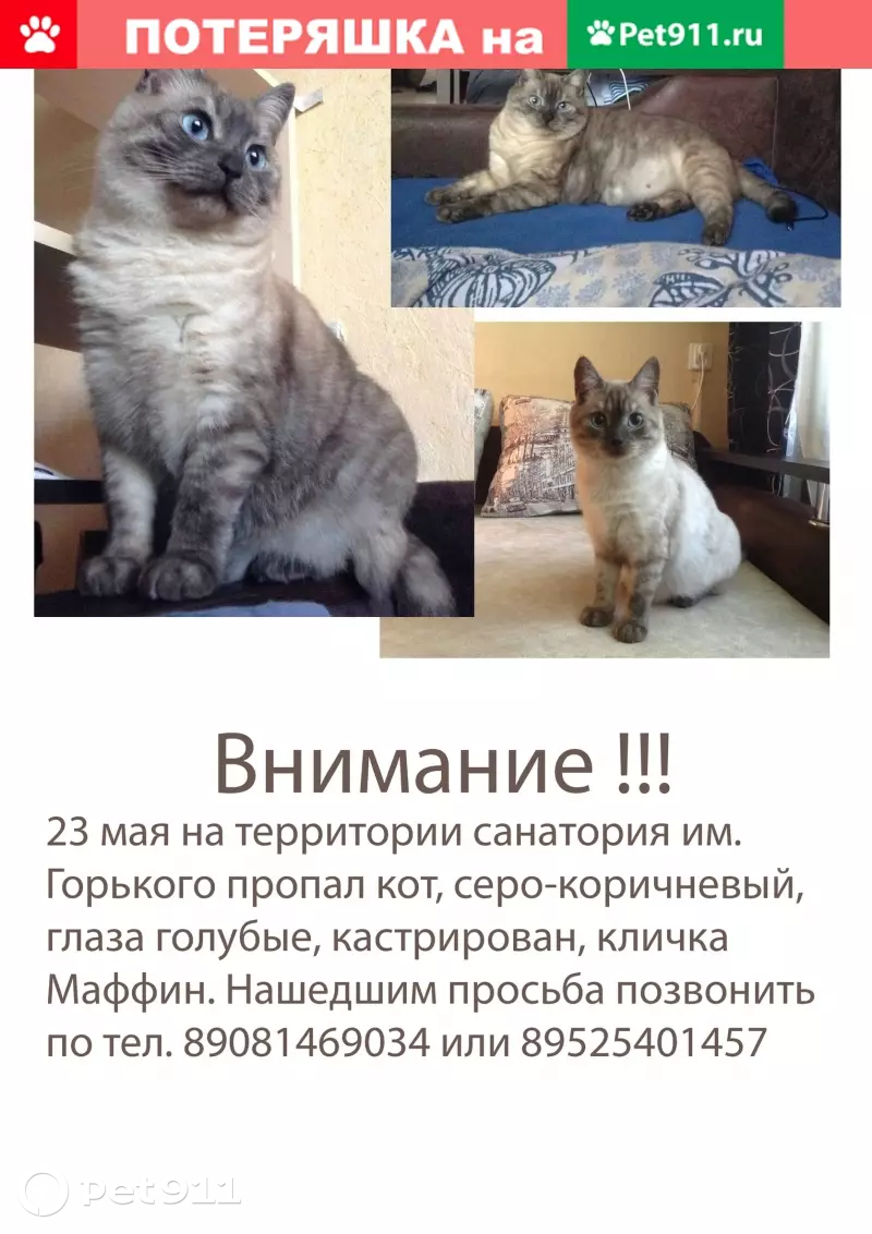 Пропал кот Маффин в санатории Горького, Воронеж | Pet911.ru