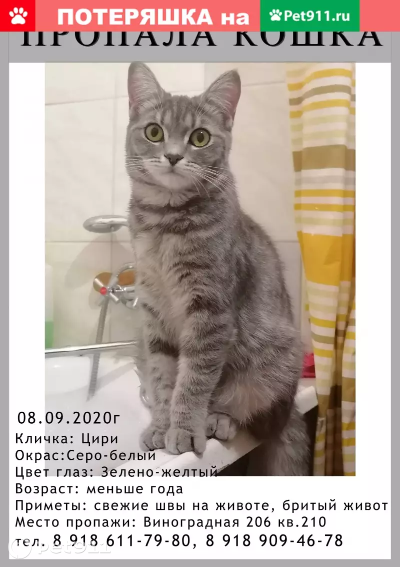 Пропала серо-белая кошка на Виноградной 206, Сочи | Pet911.ru