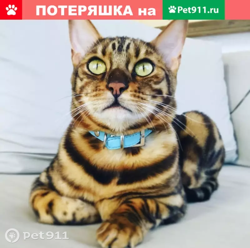 Кошки набережные челны. Ашера. Котомемы 2020. Котомем с надписью. Котомемы с надписями икеа.