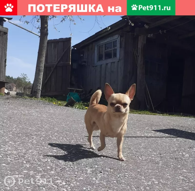 Пропала чихуахуа в Карыже, Глушковский район, Курская область - photo