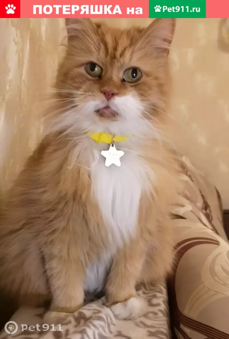 Пропала кошка на Суворовском проспекте, откликается на имя Айрис. - photo