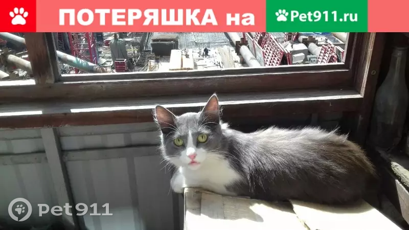 Пропала сибирская кошка в Москве, адрес: Ленинградский проспект, 34. - photo