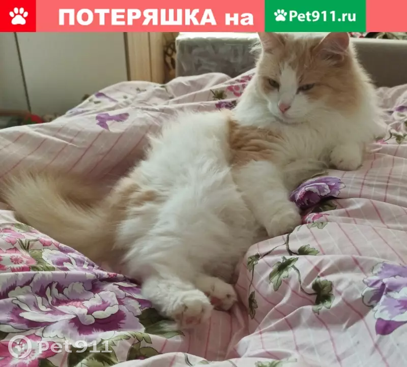 Пропала кошка на улице Крыленко, Санкт-Петербург - photo