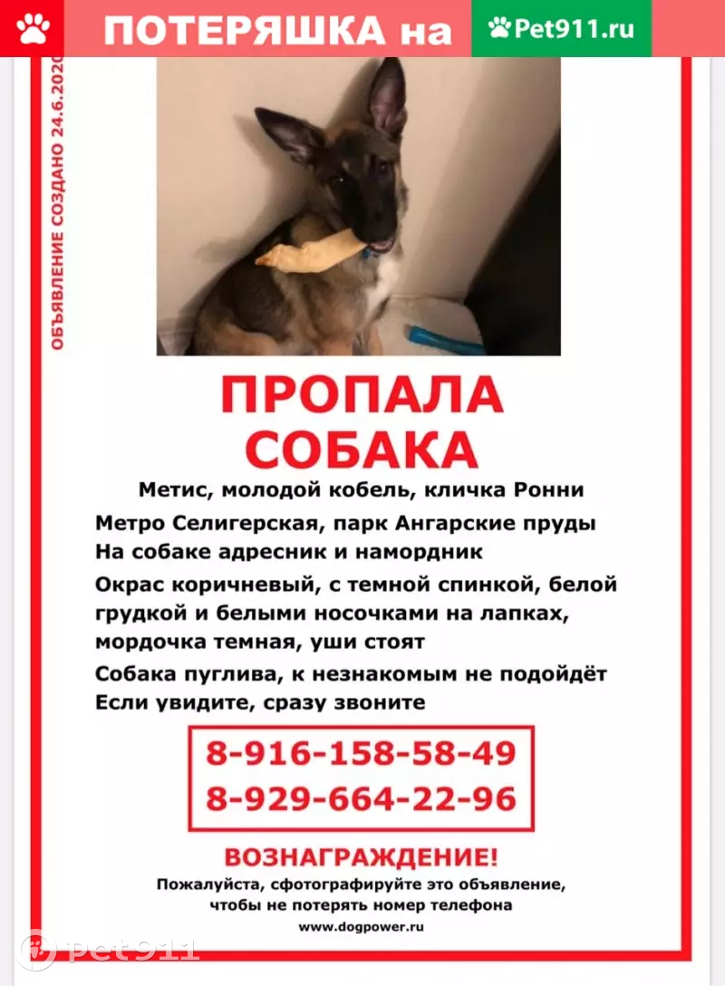 Пропала собака Ронни возрастом 7 мес. в парке Ангарские пруды, Москва |  Pet911.ru