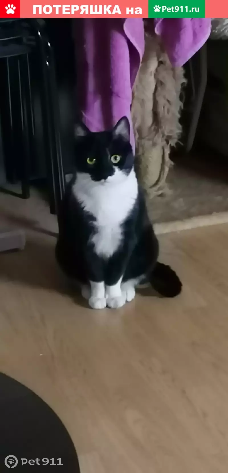 Пропала кошка на улице Комсомола, 13 - photo