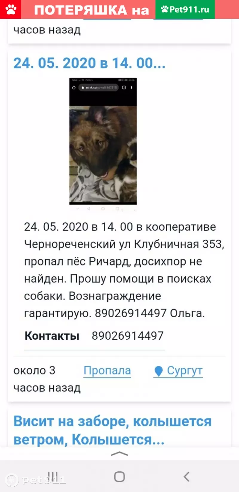 Пропала собака на улице Клубничная 353, Сургут | Pet911.ru