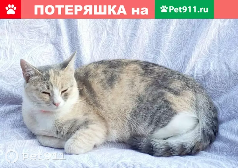 Pet 911. Street Cats Сергиев Посад. Потеряшки Сергиев Посад Скоропусковский кошки.