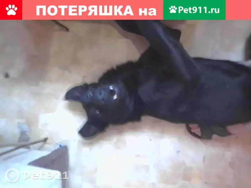 Пропал черный лабрадор-метис в Ульяновске, район Телецентра - photo