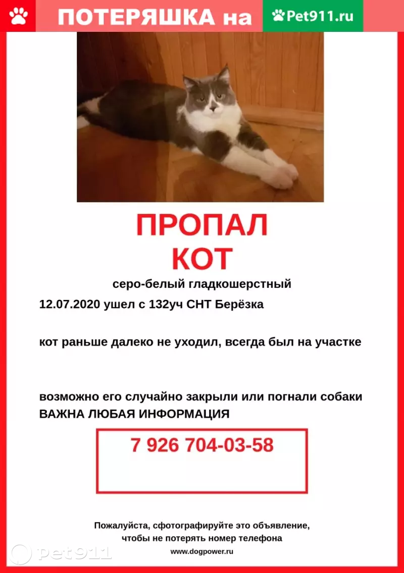 Пропала кошка в Павловском Посаде | Pet911.ru