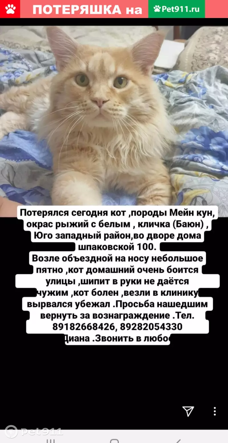 Пропала кошка Баюн на Шпаковской, вознаграждение 10.000т.р. | Pet911.ru