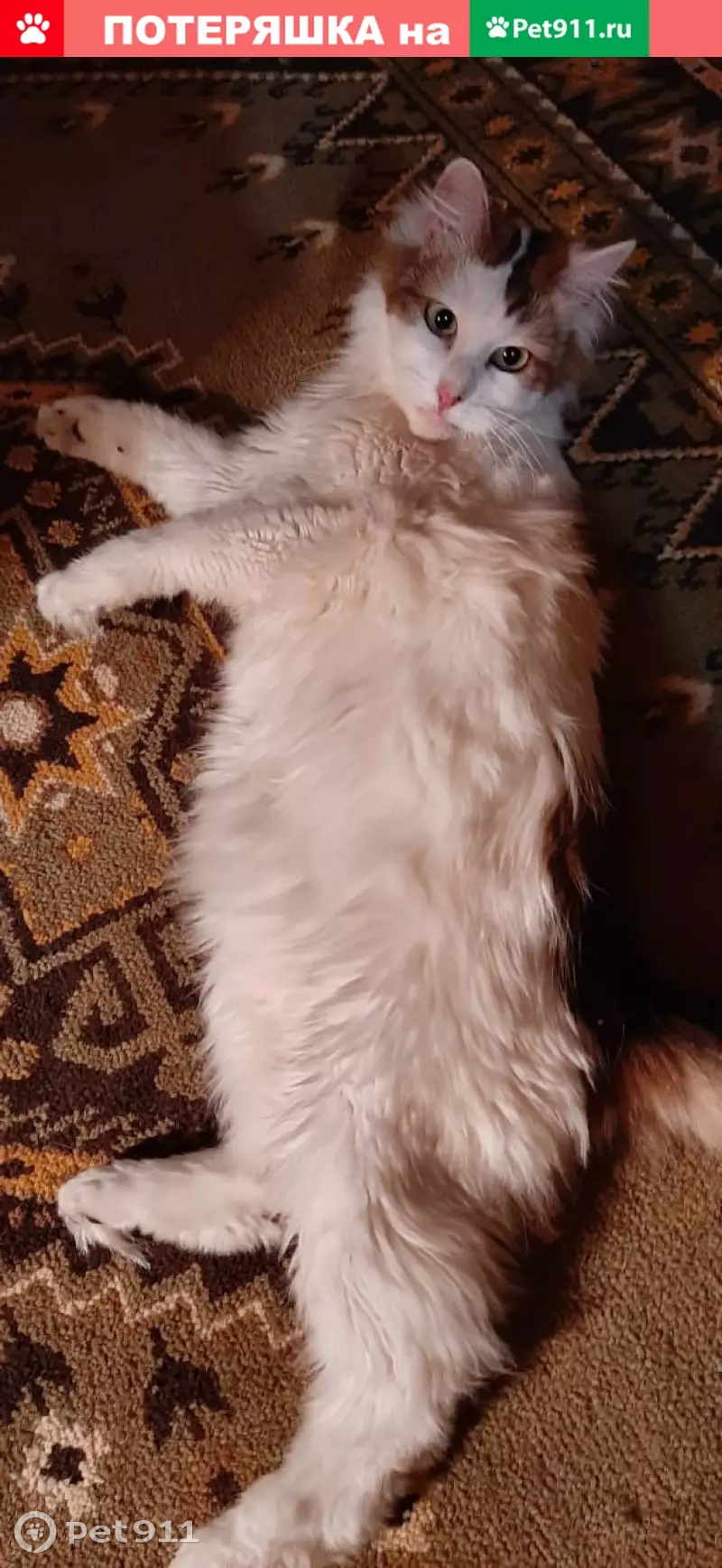 Пропал кот Юки, вознаграждение. СПб, Ударников 22к1 - photo