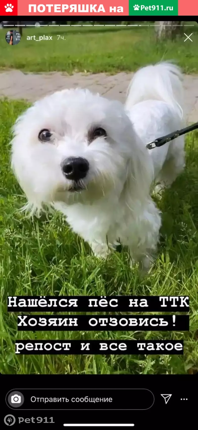 Найдена мальтийская балонка на ул. 1905 года | Pet911.ru