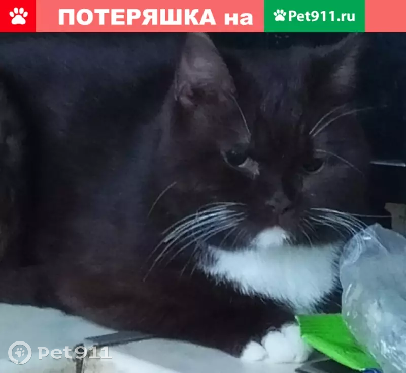 Пропала кошка по адресу Дачный пр-т, 11 - photo