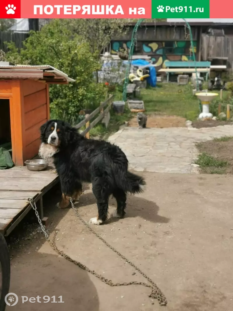 Пропала собака из СНТ Светлый, возраст 6 лет, вознаграждение ₽. | Pet911.ru