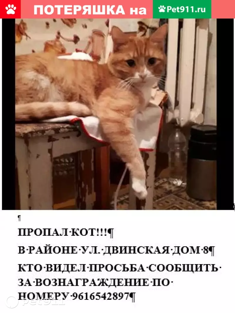 Пропала кошка на Двинской улице, вознаграждение! | Pet911.ru