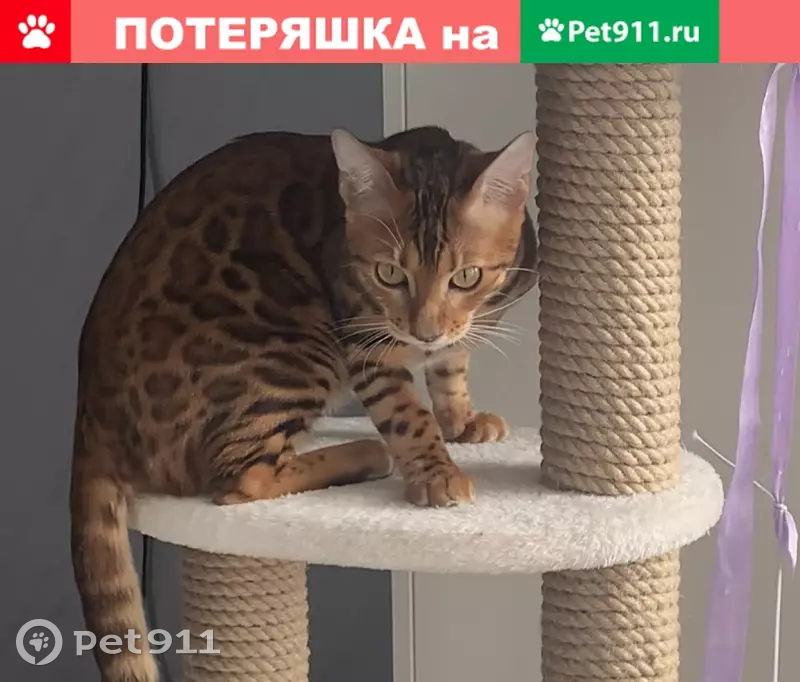 Пропала бенгальская кошка в Москве, Южнопортовый район - photo