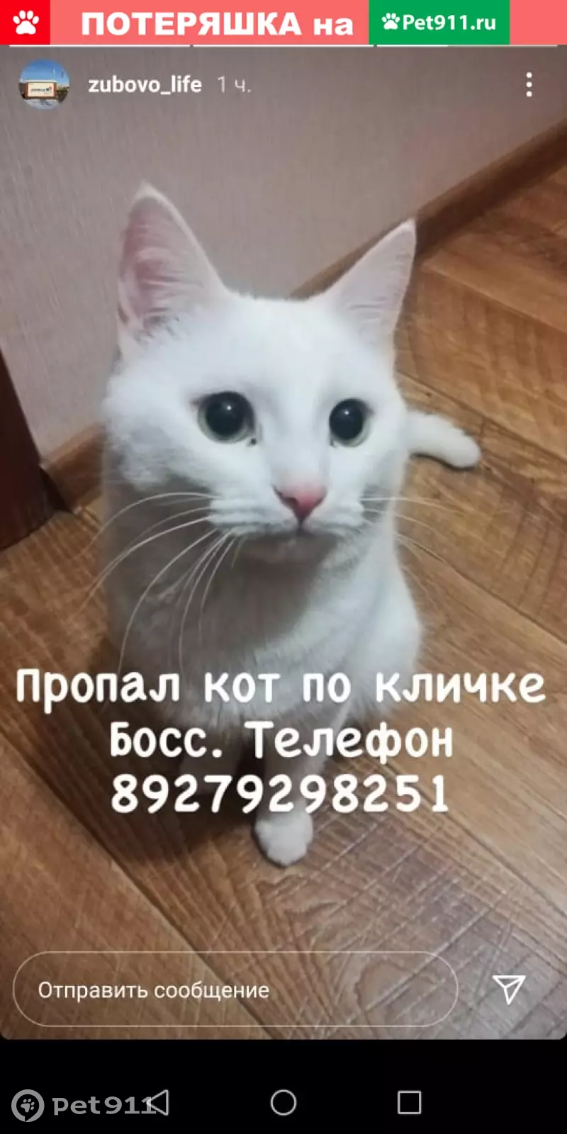 Пропала кошка Босс в ЖК Зубово Лайф-2. | Pet911.ru