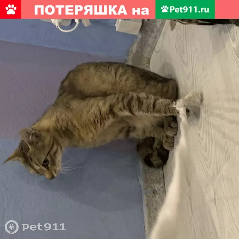 Пропала кошка на Пулковской 10к2, мальчик 1,5-2 года, трусливый. - photo