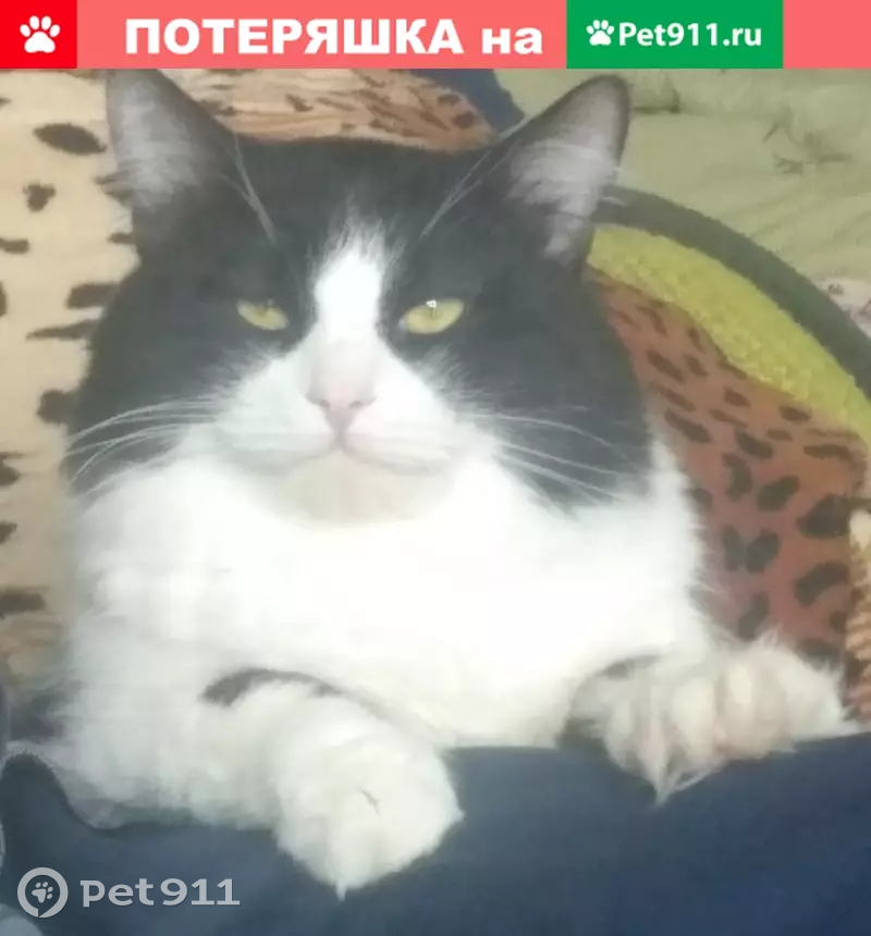Пропала кошка на улице Светлоярская, Волгоград