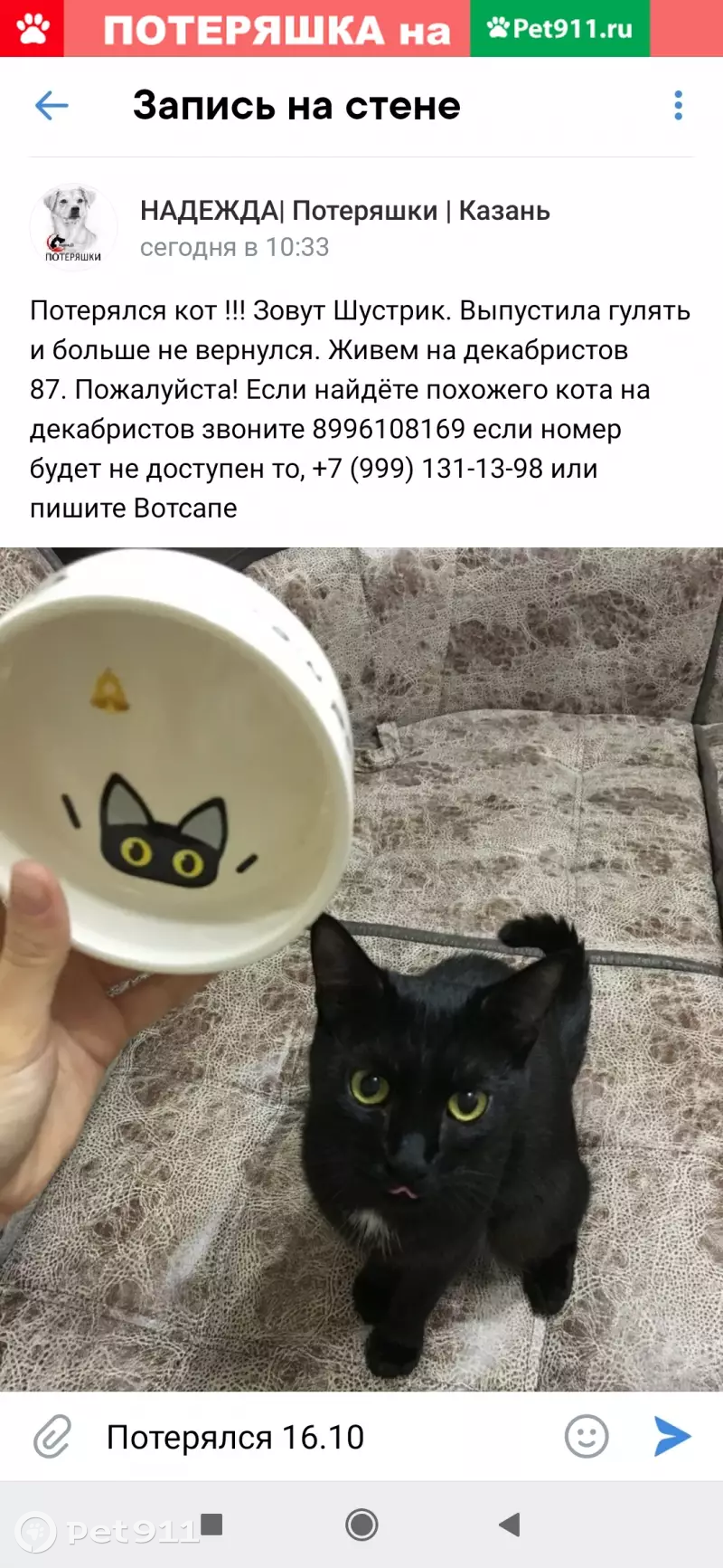 Пропал кот Шустрик на ул. Декабристов, 87 (Казань) | Pet911.ru