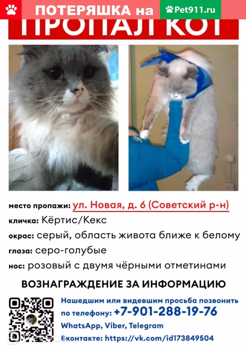 Пропала серо-голубоглазая кошка на Новой, д.6 | Pet911.ru