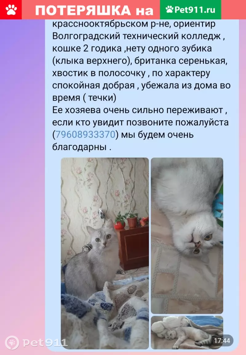 Пропала кошка на пр. Металлургов 19, помогите найти! | Pet911.ru