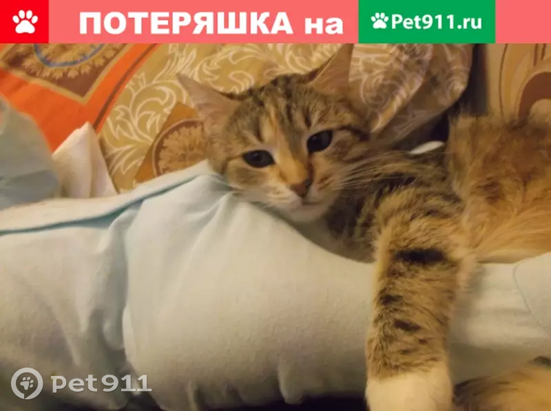 Пропала кошка на Северном проспекте, вознаграждение 3000 рублей - photo