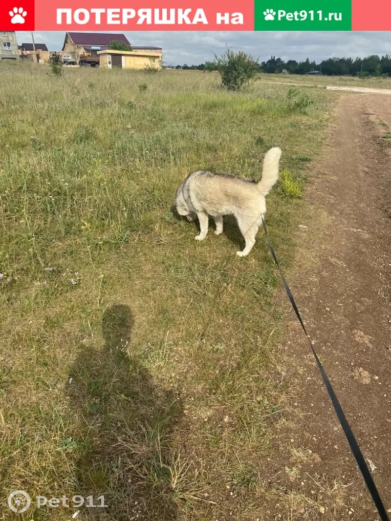 Пропала собака Хаски в Симферополе на ул. Шалфейная | Pet911.ru