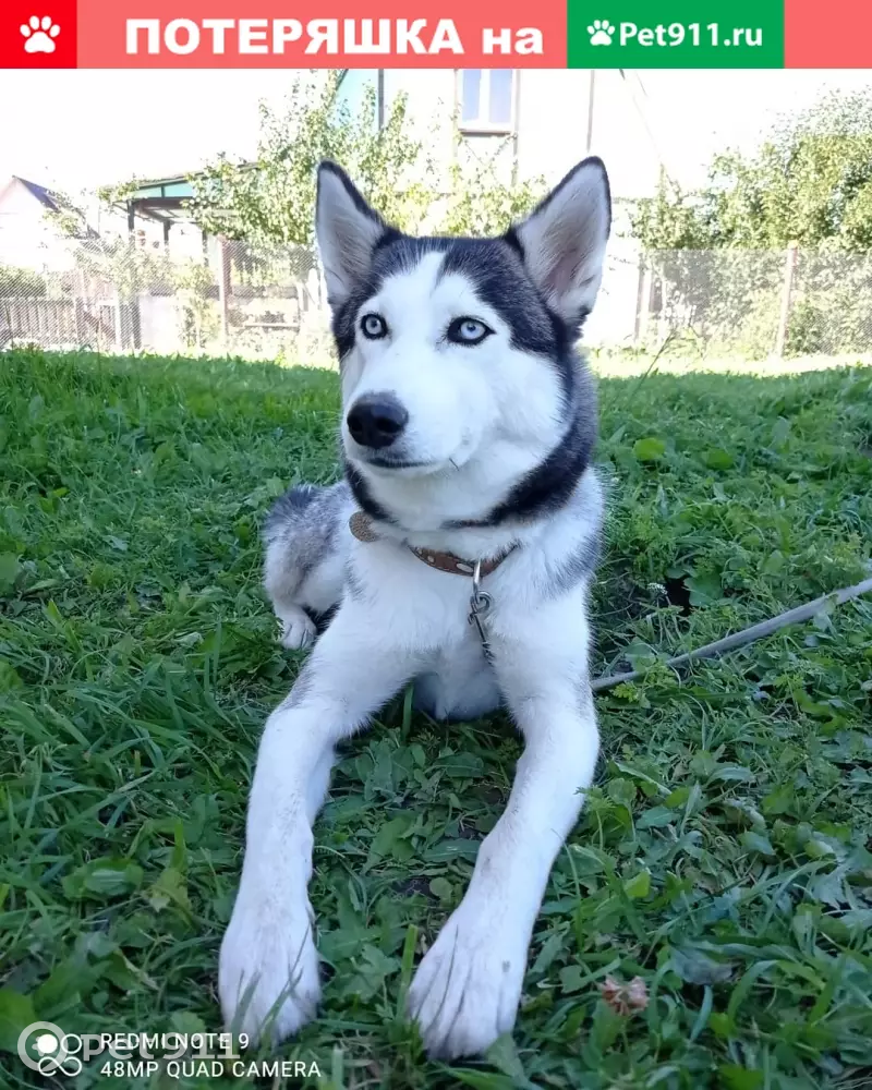 Пропала собака Люси, увезена в СПб на Вольво, номер 844. | Pet911.ru