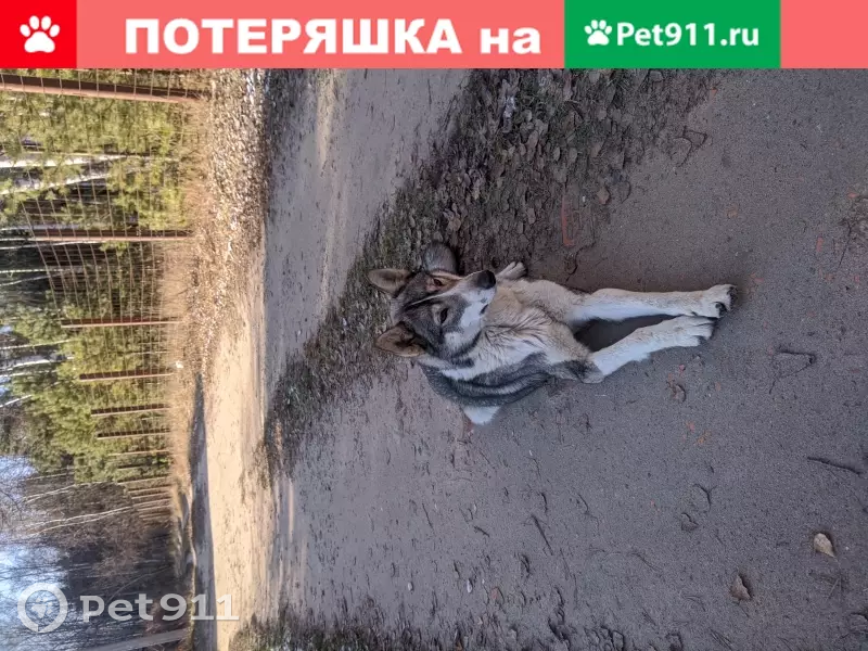 Найдена собака в СНТ РУСЬ-ФЕНИНО, Раменское | Pet911.ru