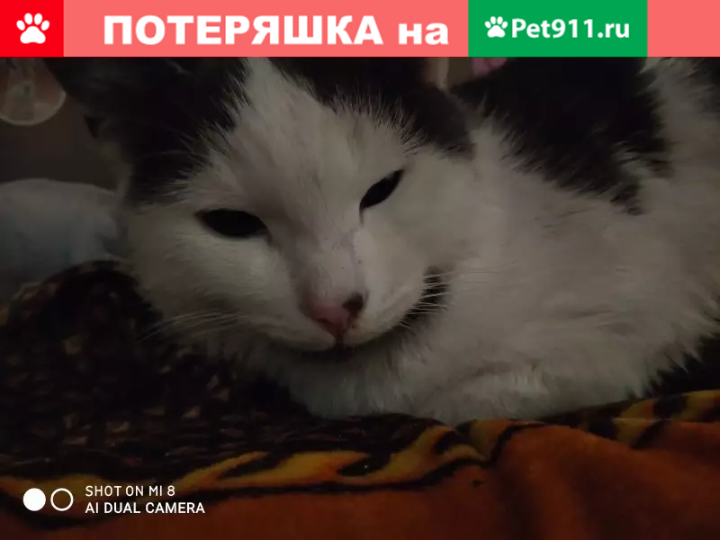 Pet 911. Найденные кошки Тольятти. Найдена кошка в Тольятти рыжая.