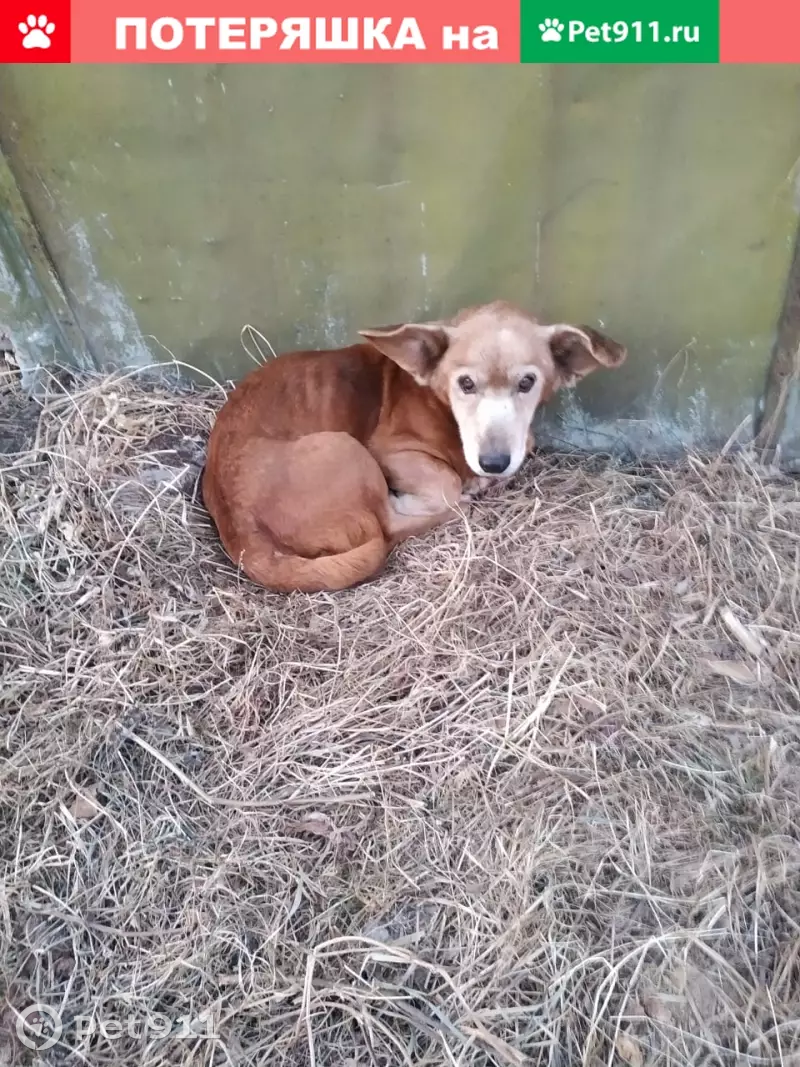 Собака Коротконогий в Хабаровске, кв. Авиагородок | Pet911.ru