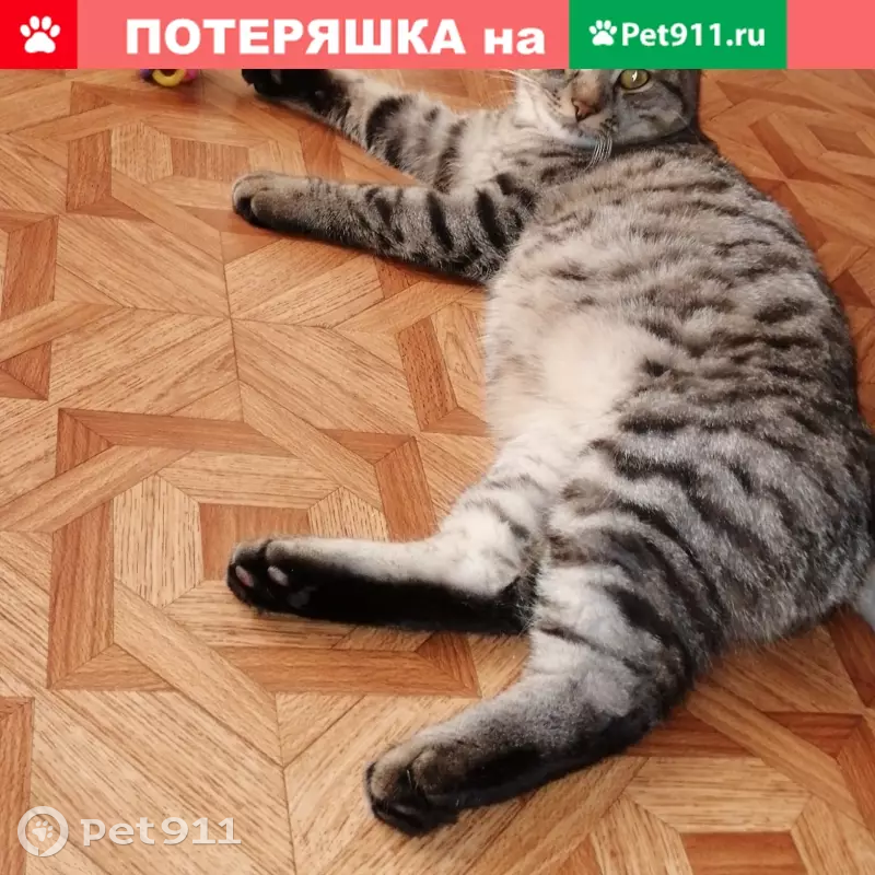 Кошки волгоград