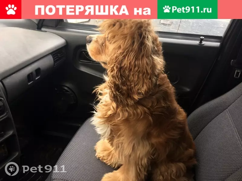 Пропал кокер Лева на ул. Степанца, Омск 8 декабря в 13.00 - photo