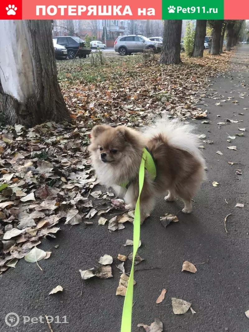 Пропала собака Буся, Рыженькая, район Горького-8 Марта, Липецк | Pet911.ru