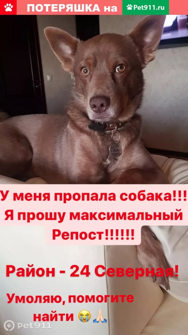 Пропала собака Гучик на ул. Герцена, 232/1 - photo