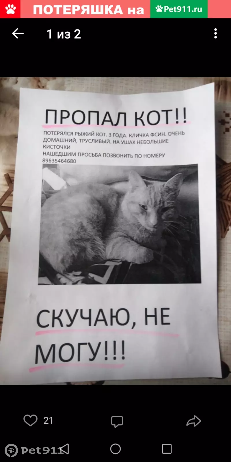 Пропала кошка Кот в селе Первомайский, Удмуртская Республика | Pet911.ru