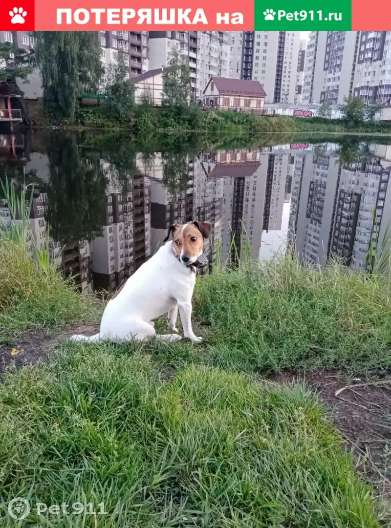 Пропала собака породы Джек Рассел Терьер в Одинцово, деревня Глазынино |  Pet911.ru