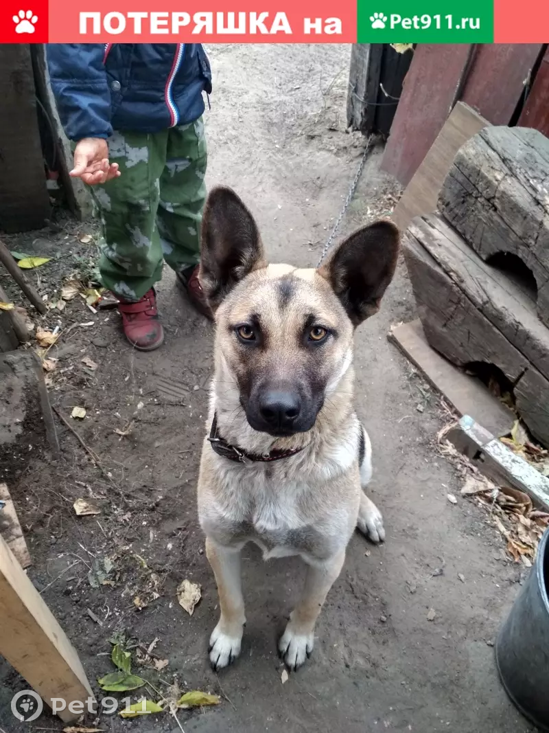 Пропала собака Юла возле метромоста, Омск | Pet911.ru