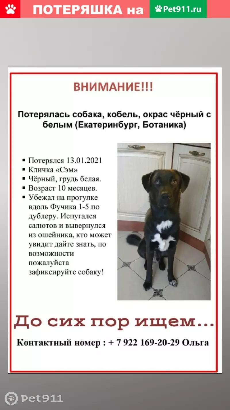 Пропала собака в районе Ботаника Молл, вознаграждение! | Pet911.ru